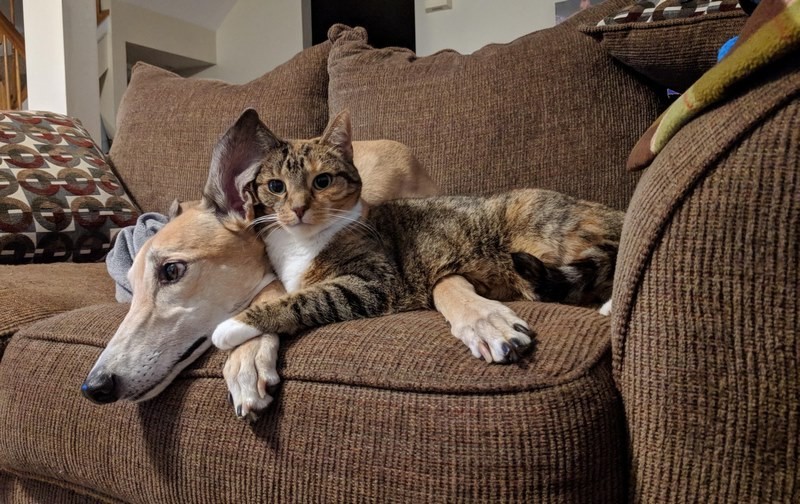 greyhound with cat