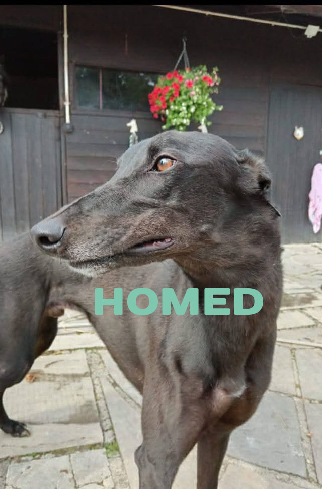 Big Dave Samson homed