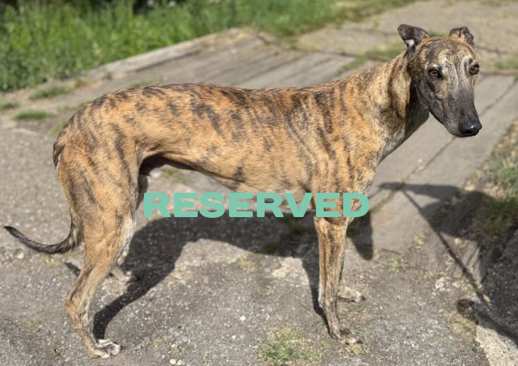 Ace1 copy reserved