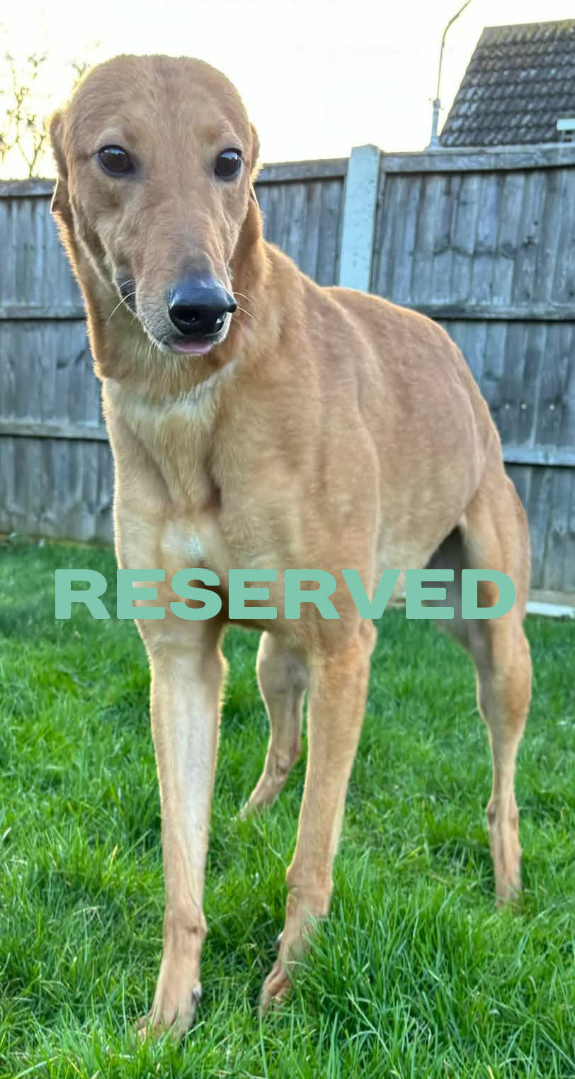 Codename Em2 copy2 reserved