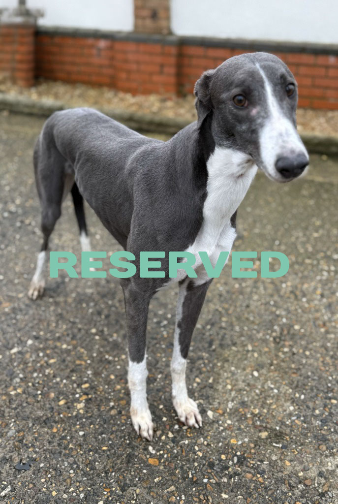 Sue jan 25 11 reserved