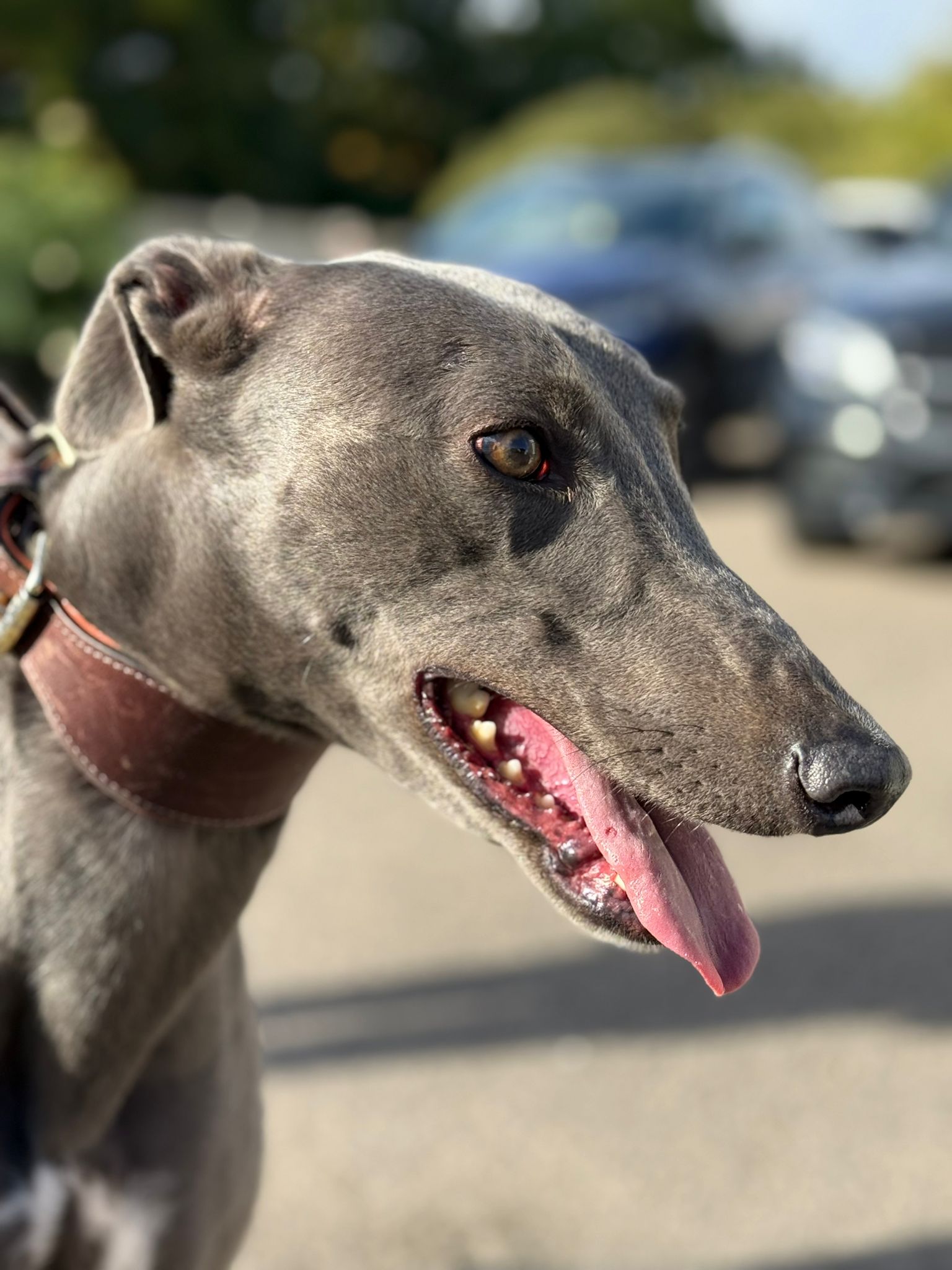 Duchess 1