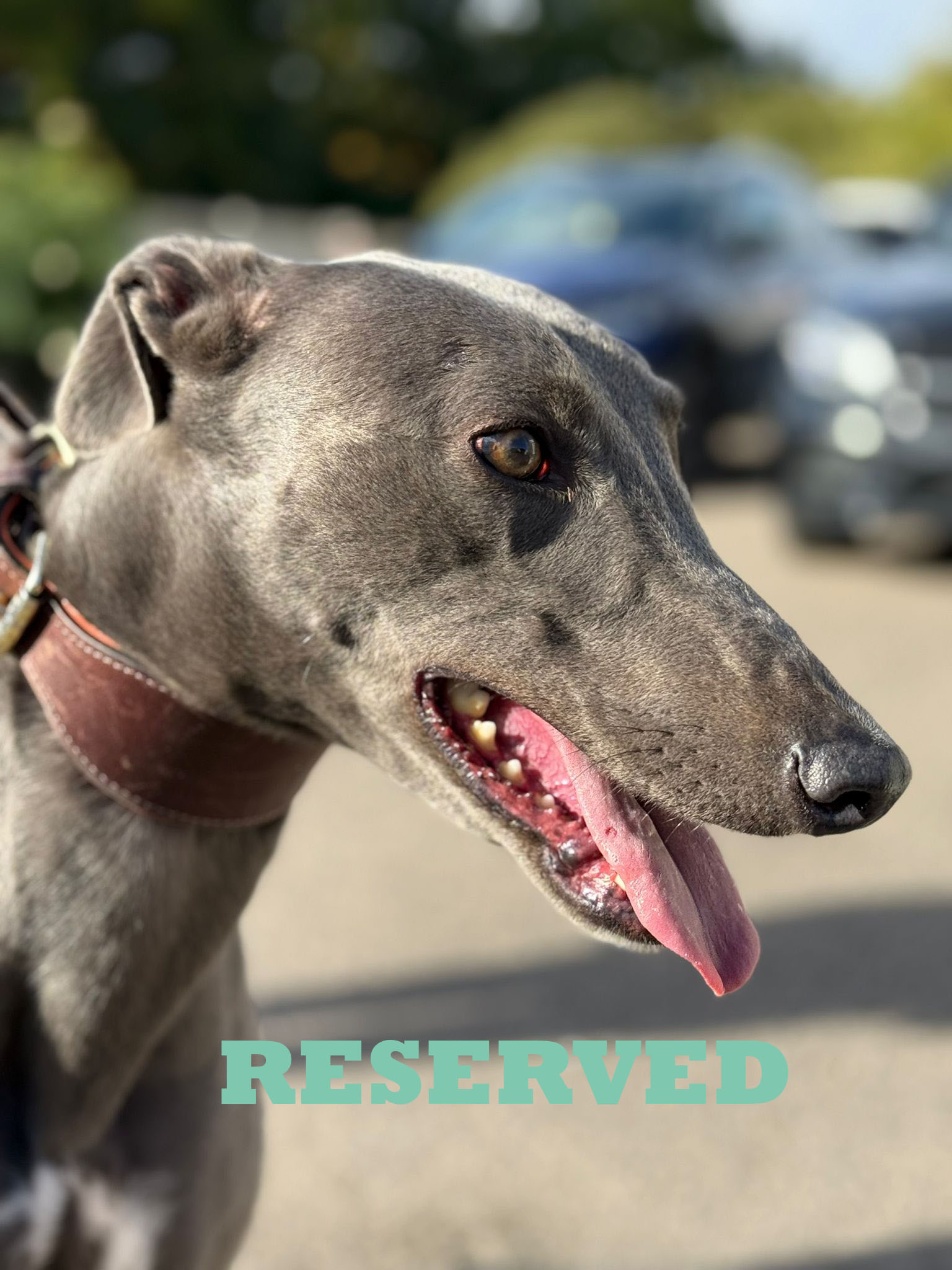 Duchess 1 copy reserved