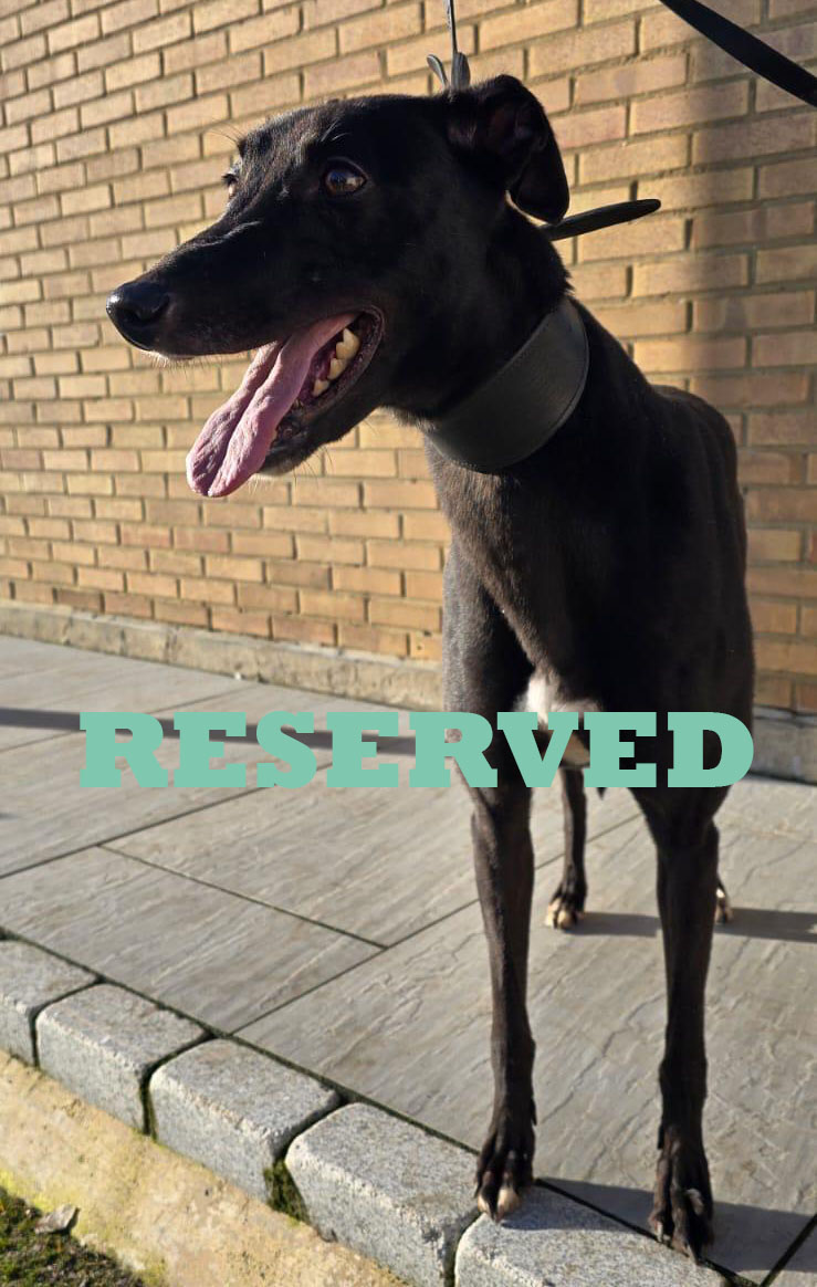 Blendy Wendy copy reserved