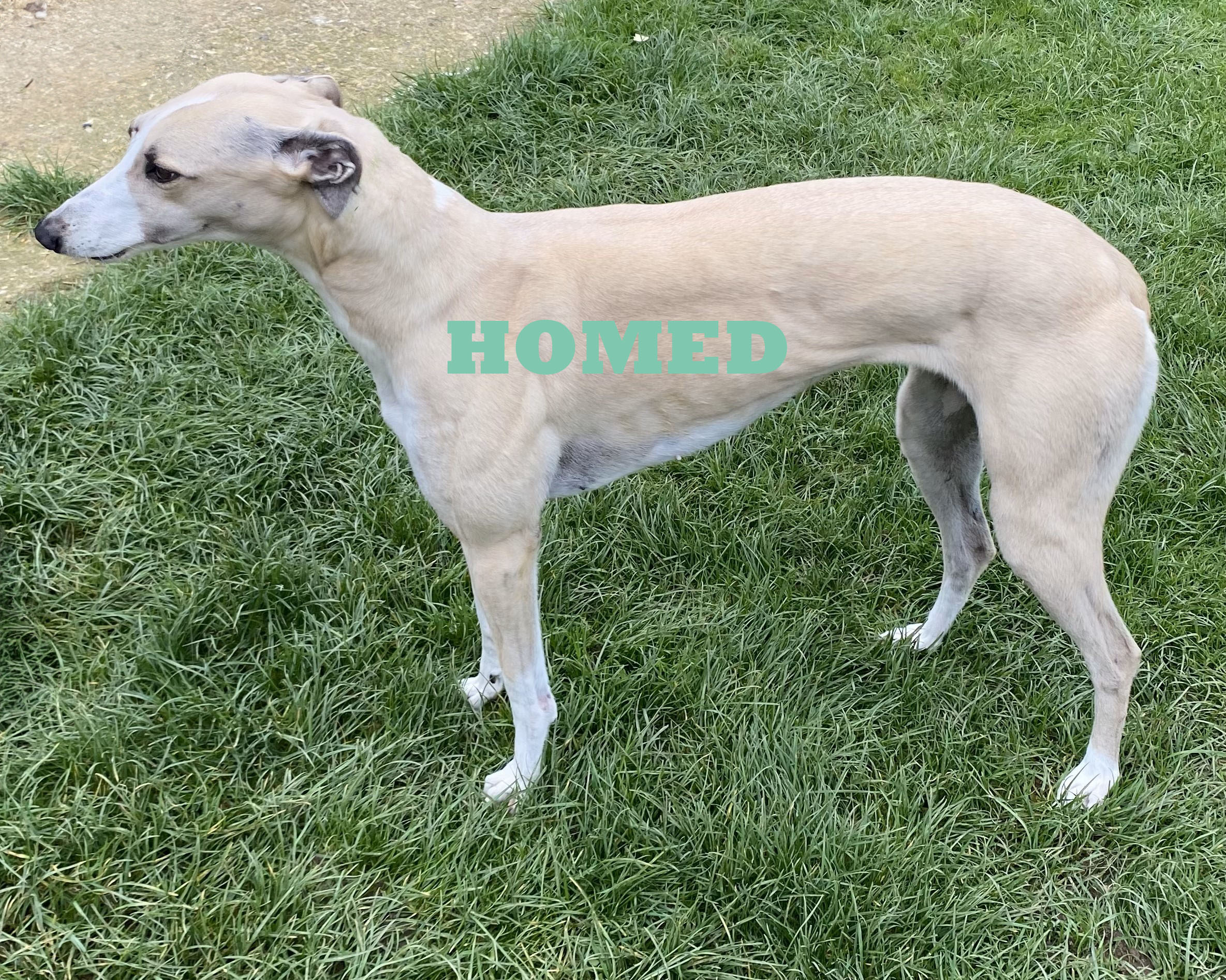 swanley Lily copy 2homed