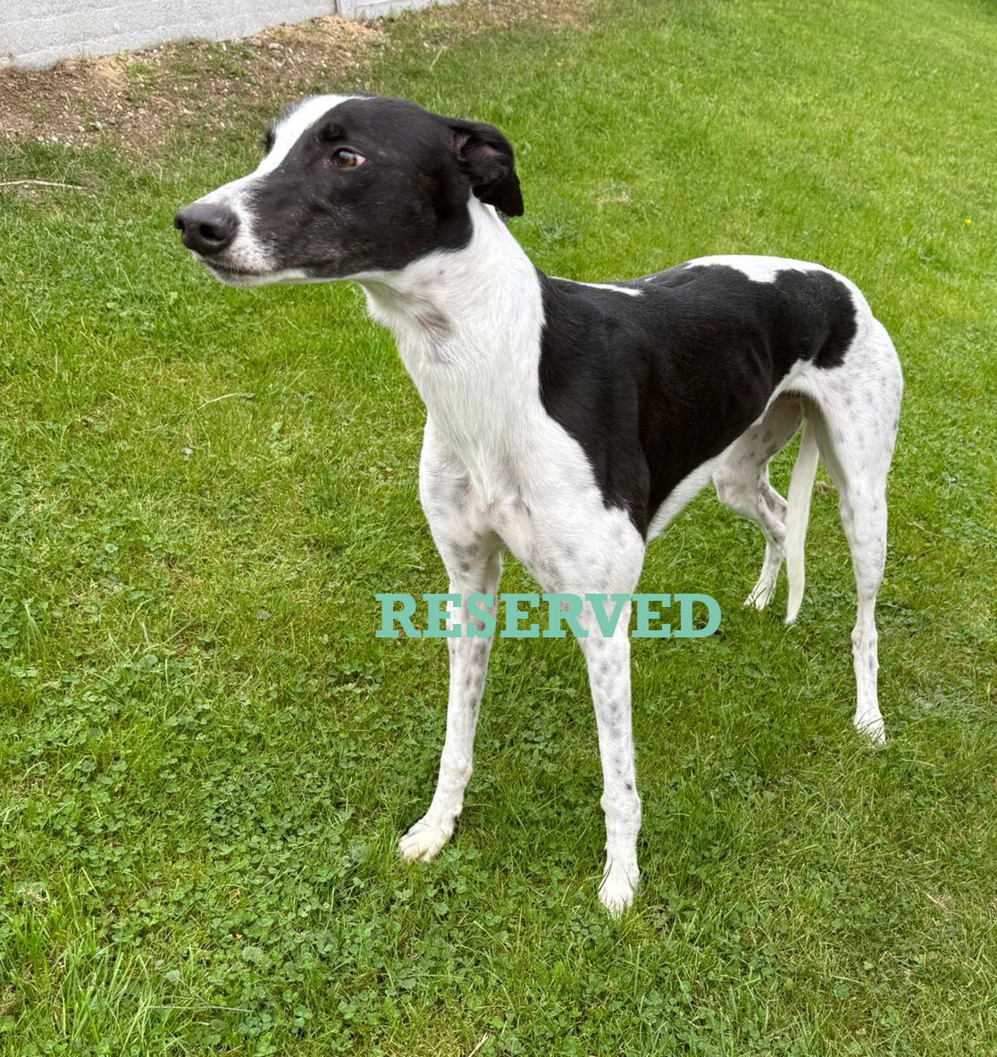 Bruno 3 copy reserved