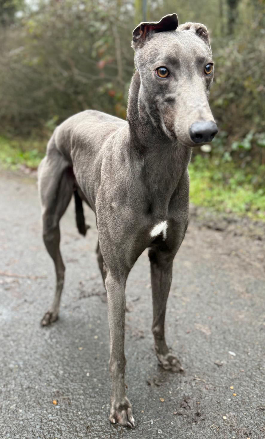 Crossfield Zach 1 copy