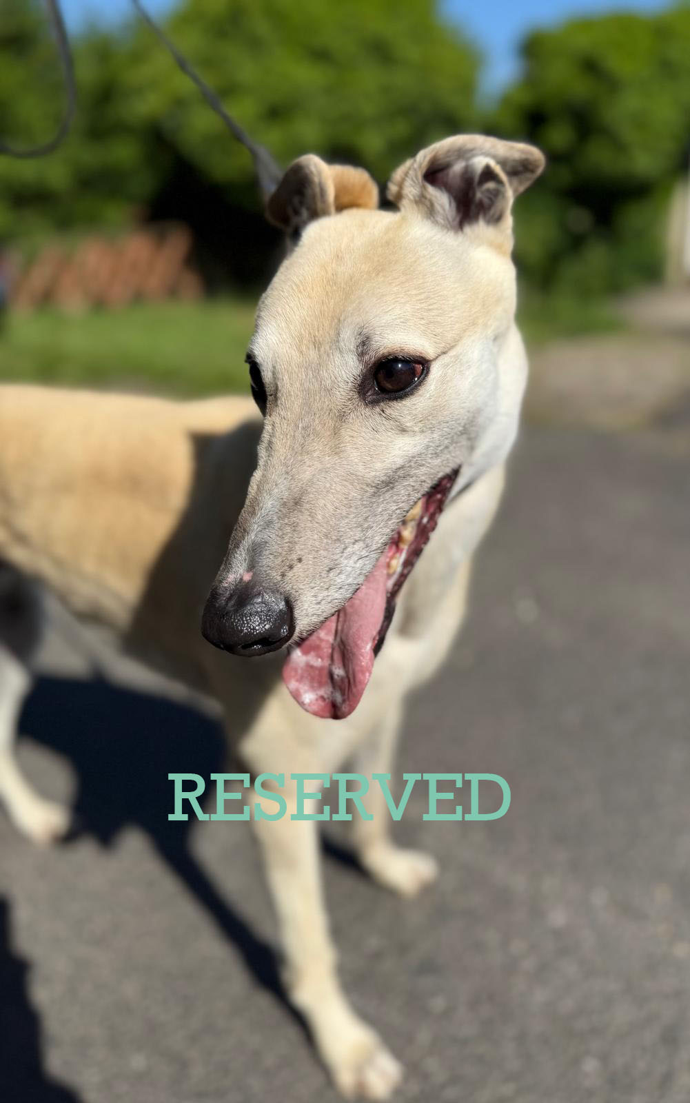 Valentino copy RESERVED