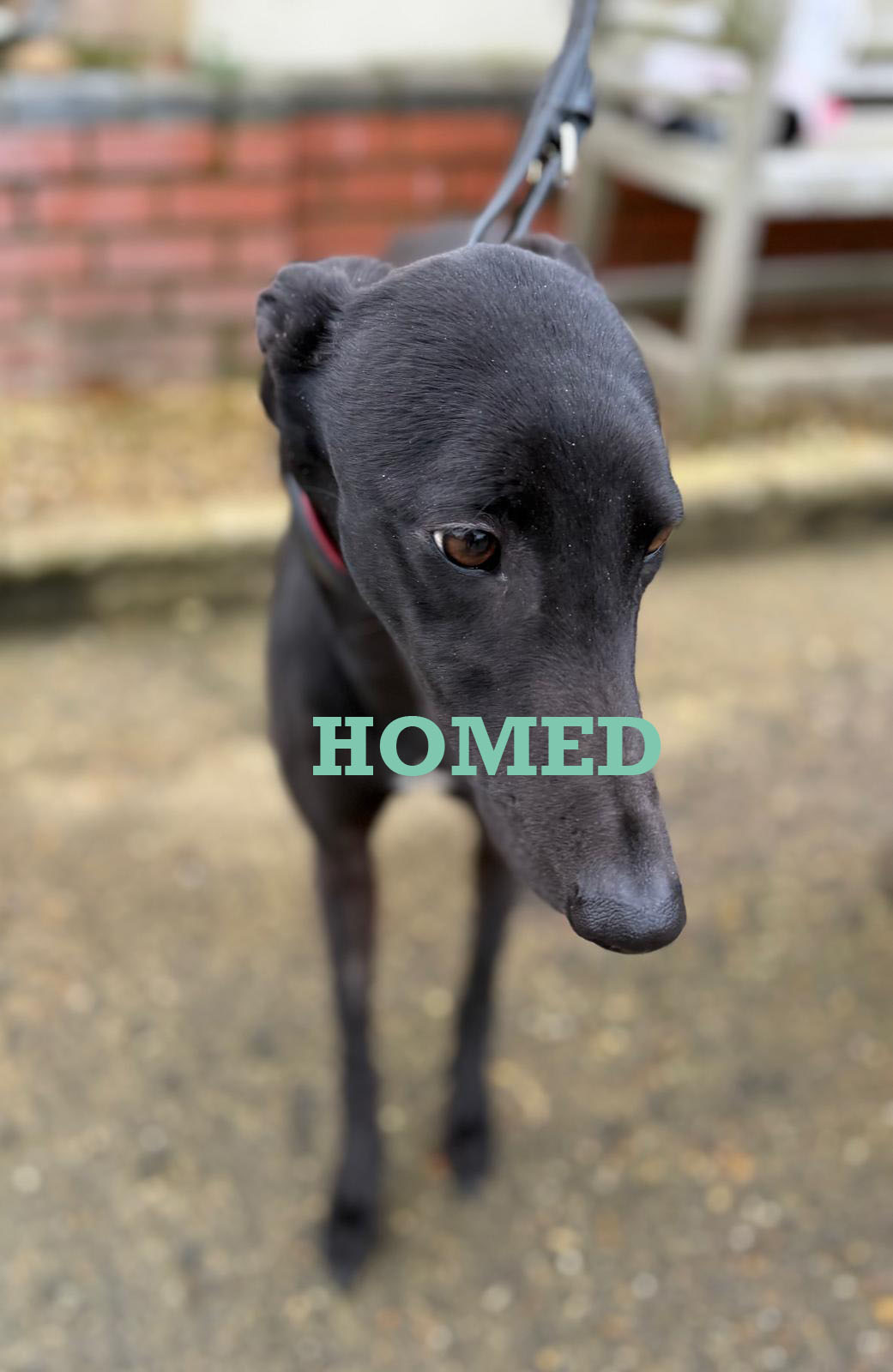 Canny Clare 1 copy HOMED