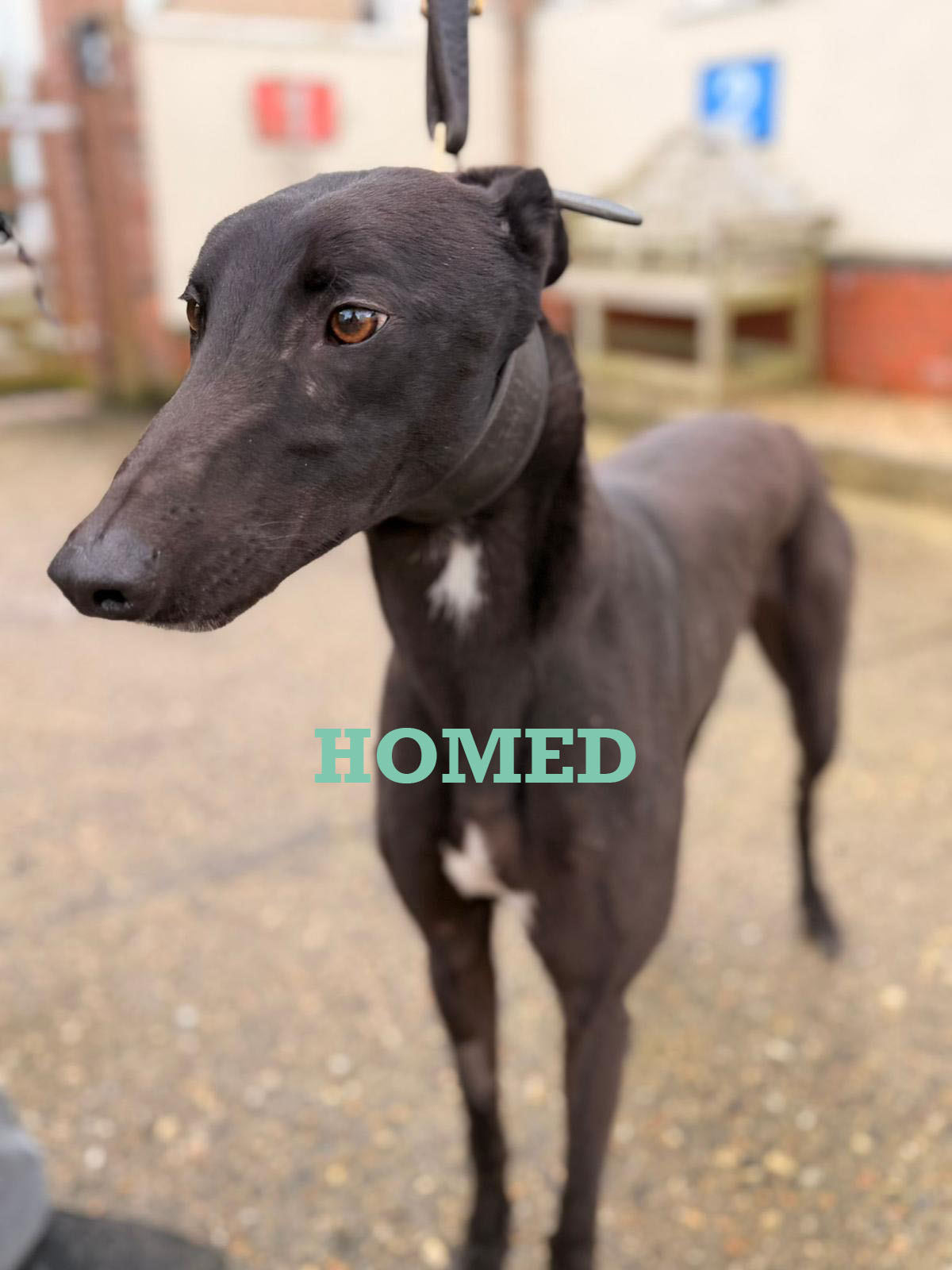 Canny James 1 copy homed