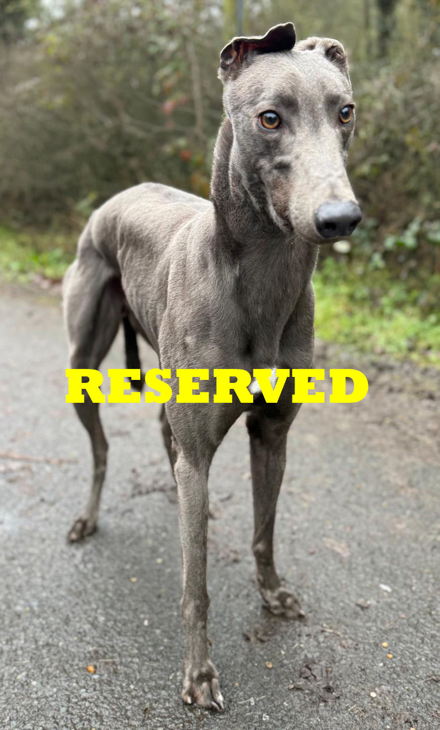 Crossfield Zach 1 copy Reserved