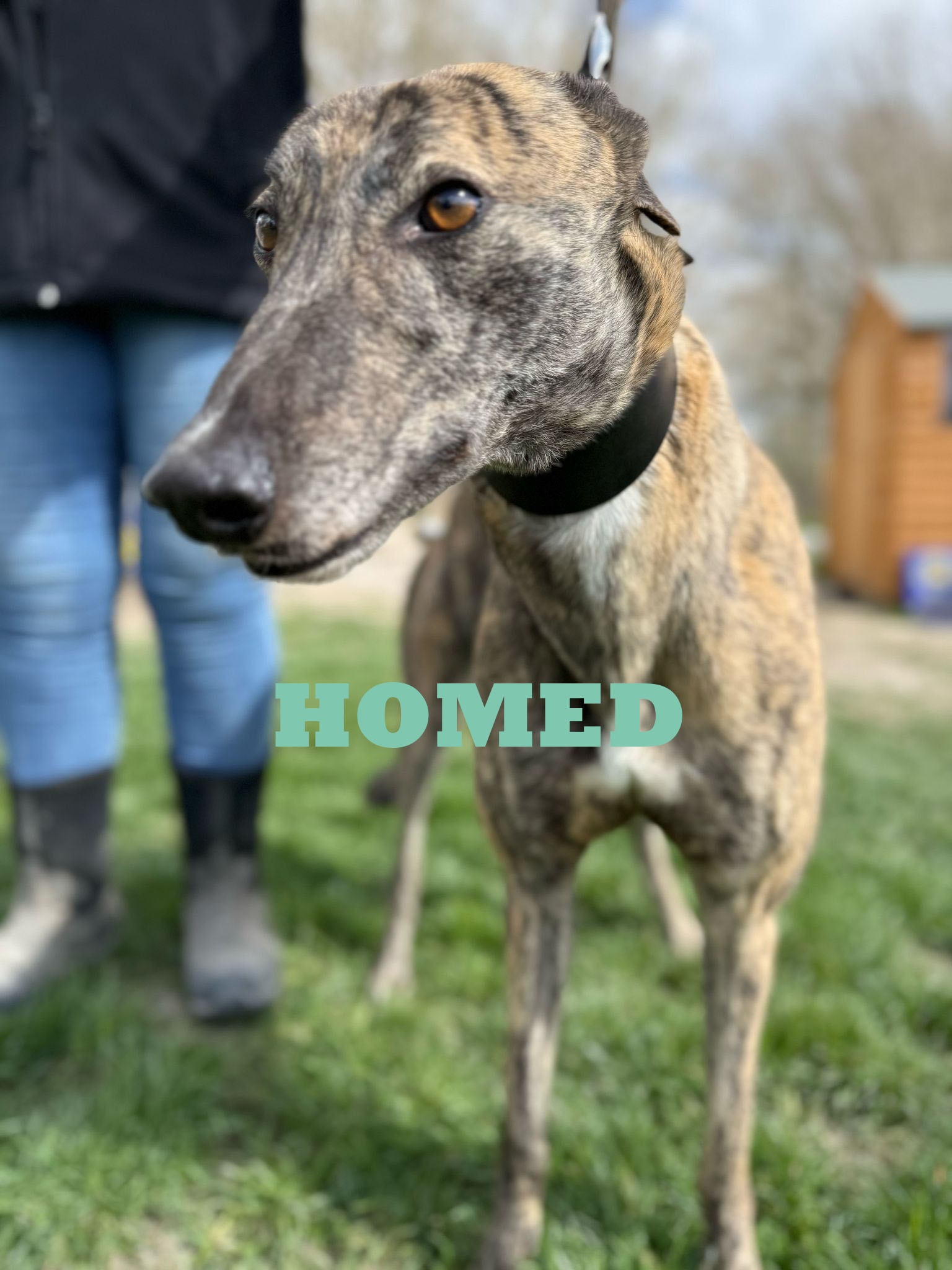 Stan the man homed copy