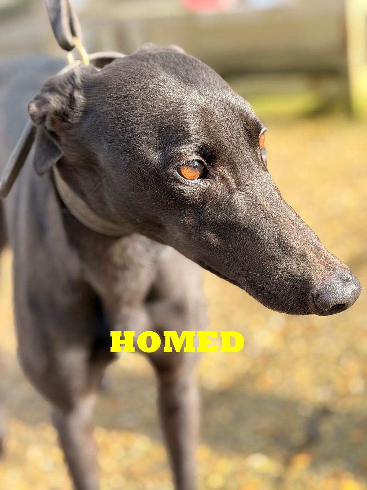 Swift Lana 1 Homed