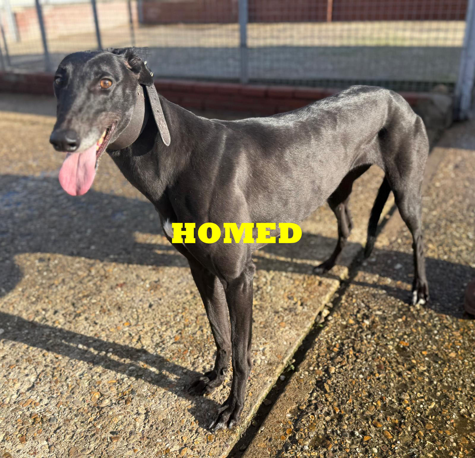 Slow Paws Homed