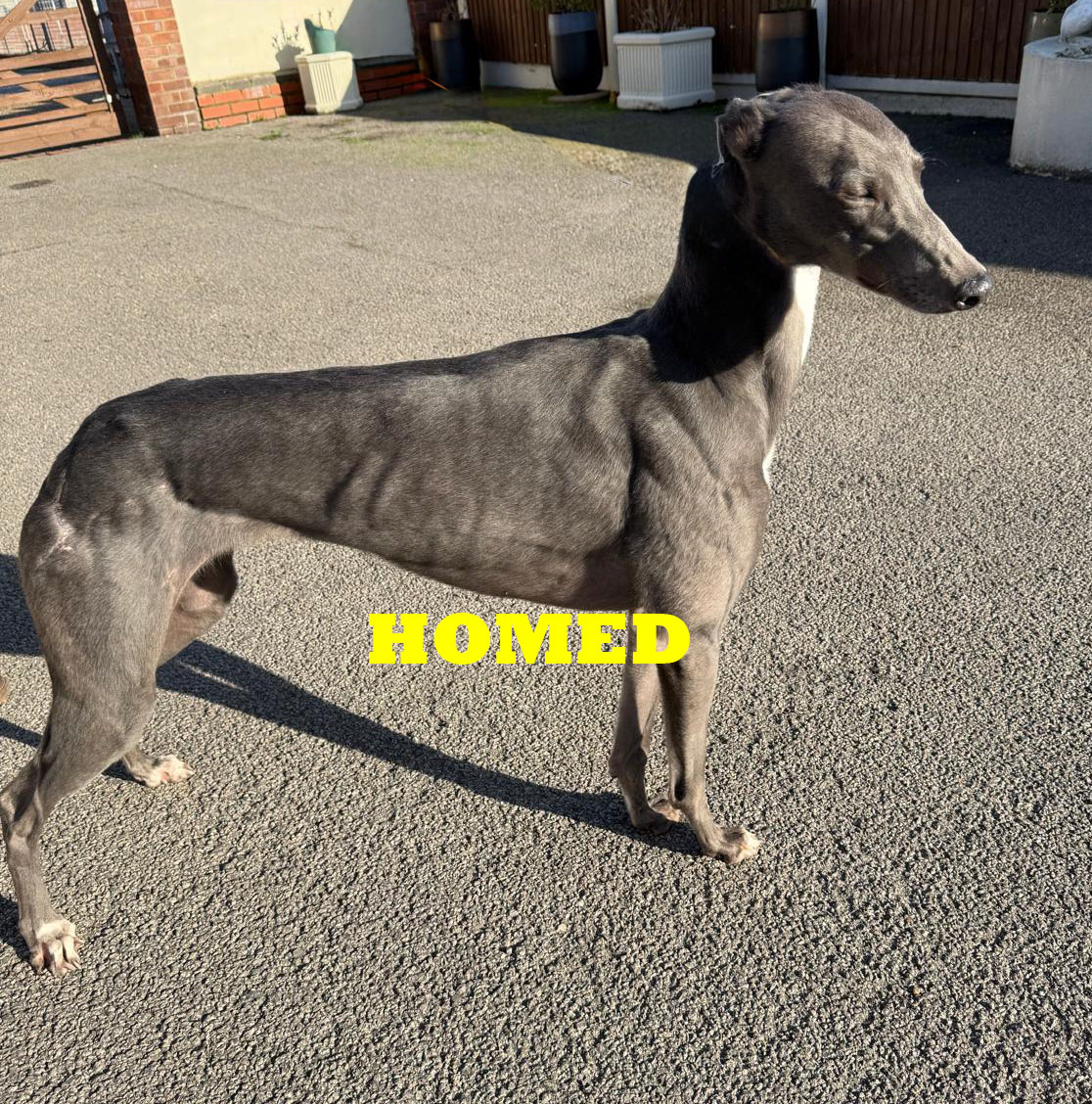 breda3 homed