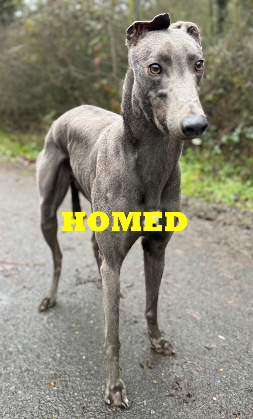 Crossfield Zach 1 copy 2 homed