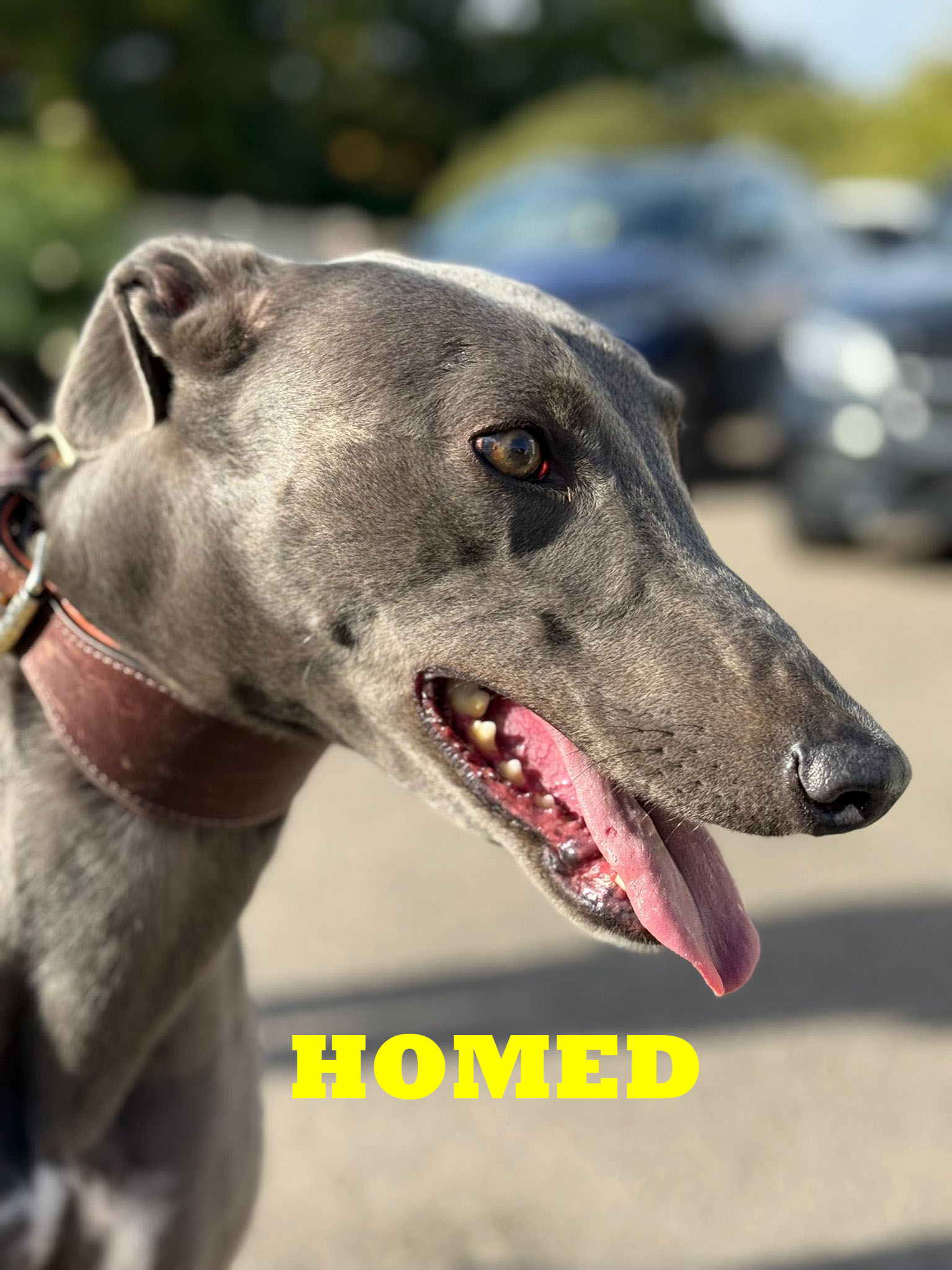 Duchess 1 copy homed2