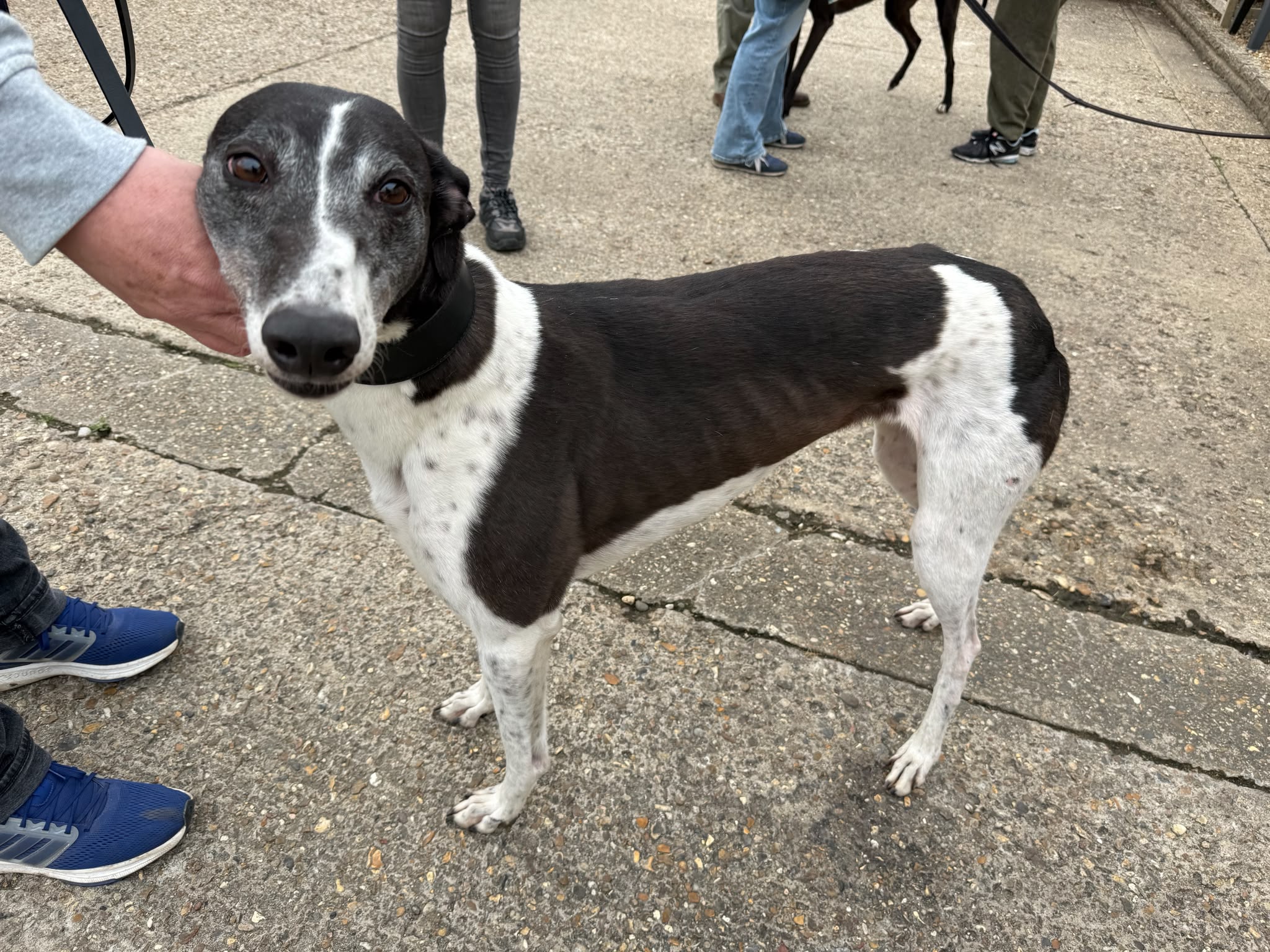 Droopys Swanky 1
