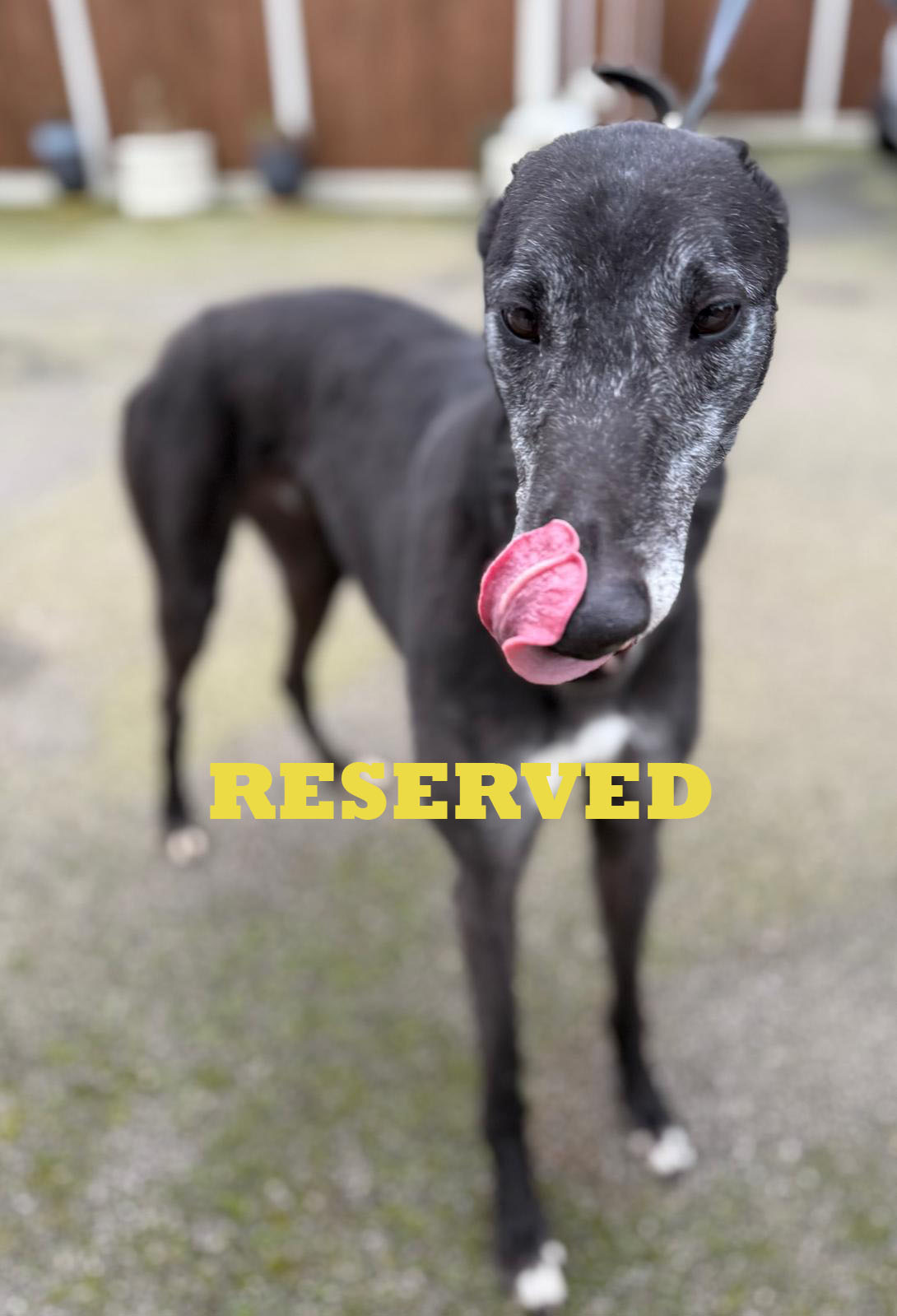 Julius Zack 2 reserved