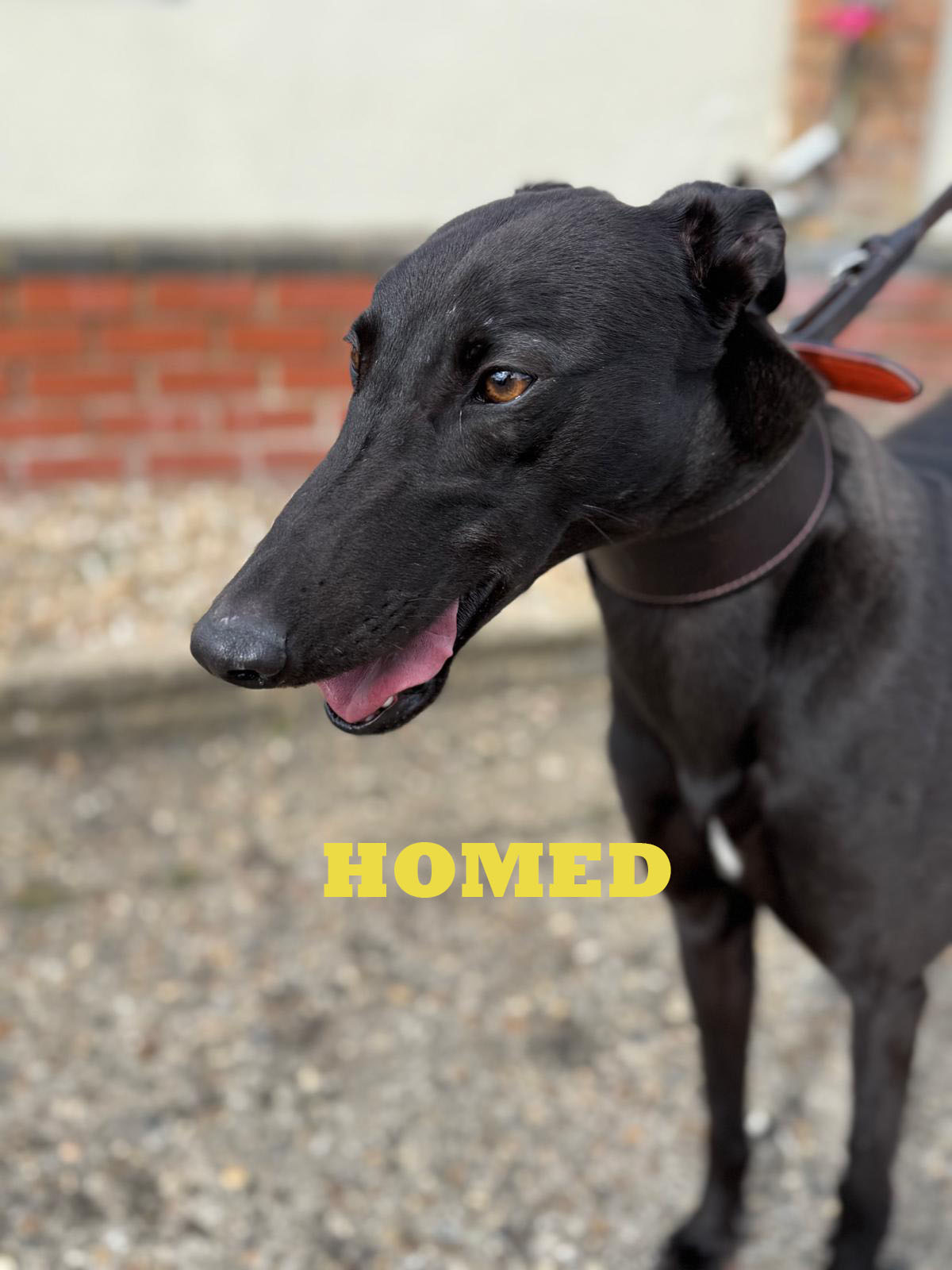 Bullet 2 Homed