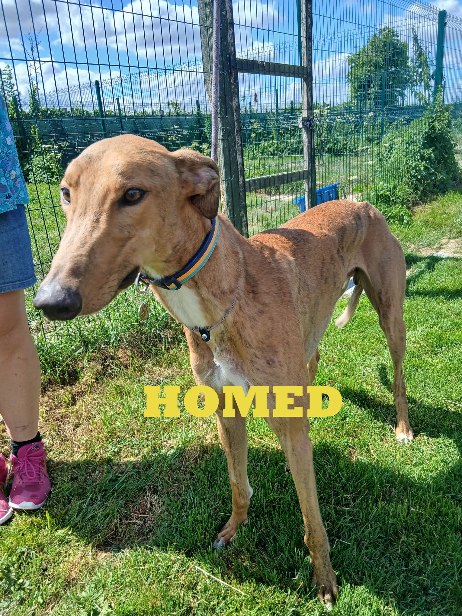 Cooladerry Larry Homed