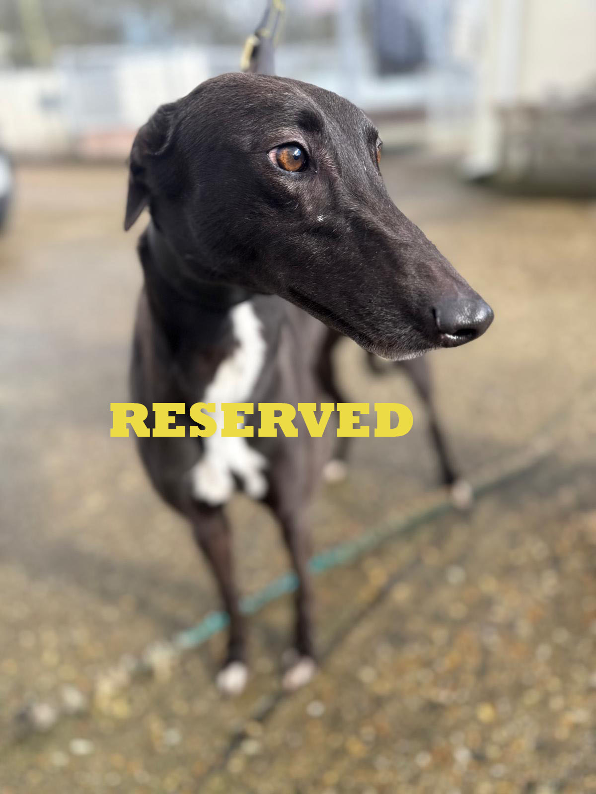 Coonough Violet 3 Reserved