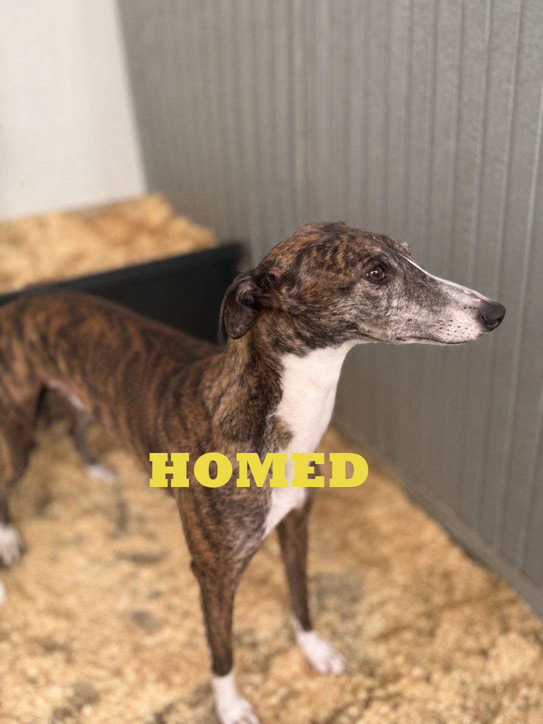 Niffty Fifty1 homed