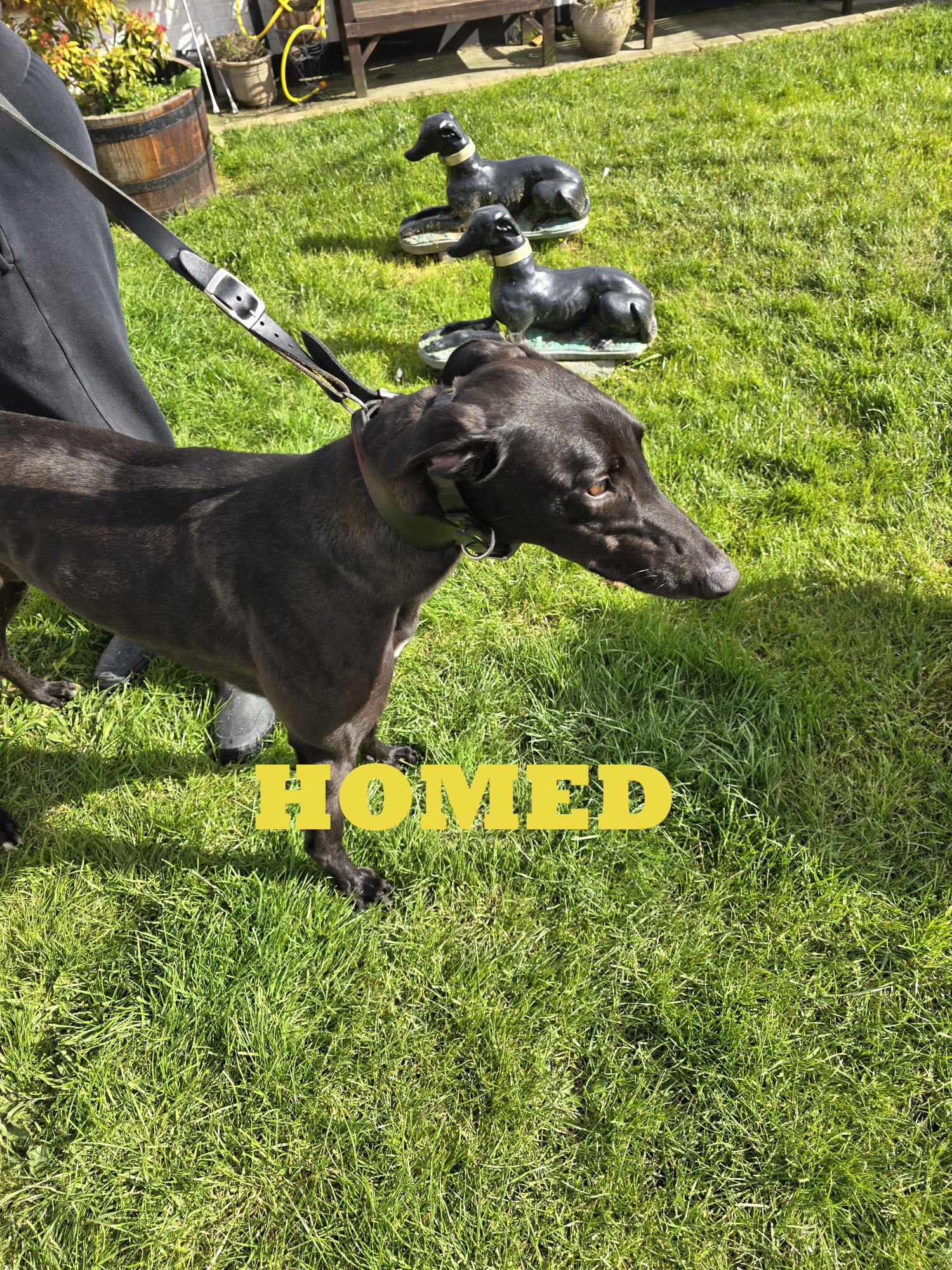 Wingap Deise 2 copy homed