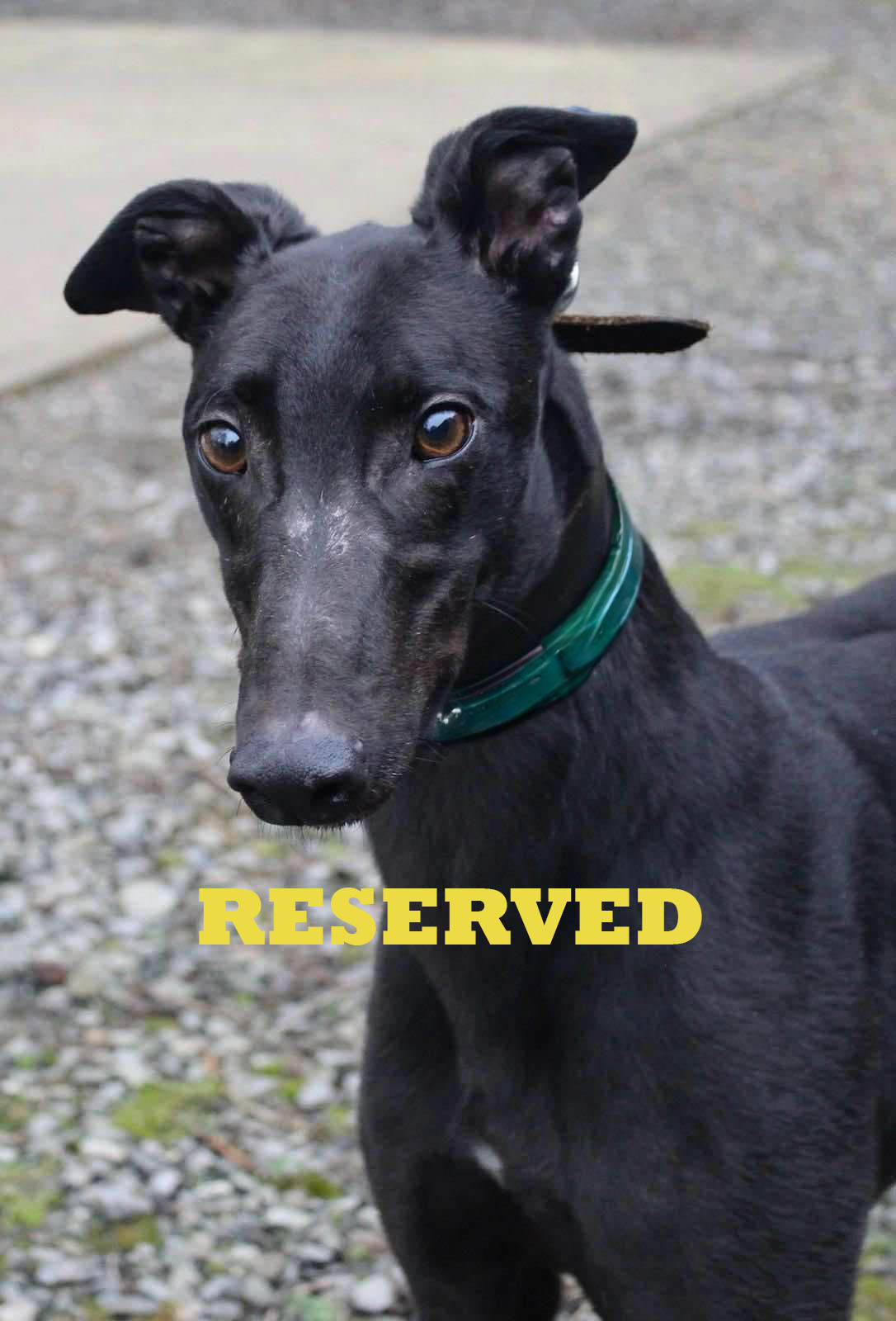 Putt for Charlie2 reserved