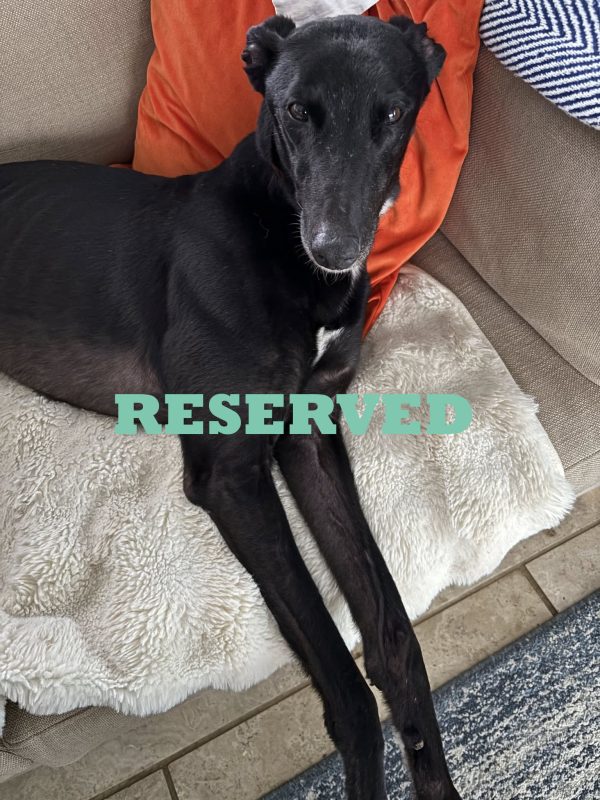 Dennis copy reserved
